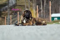 Fila Braziliero/CO pup 3, a female Caucasian Ovcharka and Fila Brasileiro for sale in Newburgh, NY – Photo 3 of 8