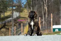 Fila Braziliero/CO pup 3, a female Caucasian Ovcharka and Fila Brasileiro for sale in Newburgh, NY – Photo 6 of 8