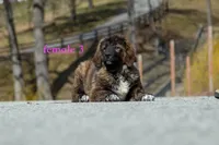 Fila Braziliero/CO pup 3, a female Caucasian Ovcharka and Fila Brasileiro for sale in Newburgh, NY – Photo 5 of 8