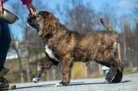 Fila Braziliero/CO pup 3, a female Caucasian Ovcharka and Fila Brasileiro for sale in Newburgh, NY – Photo 8 of 8