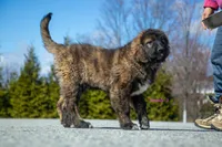 Fila Braziliero/CO pup 3, a female Caucasian Ovcharka and Fila Brasileiro for sale in Newburgh, NY – Photo 7 of 8