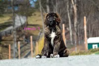 Fila Braziliero/CO pup 3, a female Caucasian Ovcharka and Fila Brasileiro for sale in Newburgh, NY – Photo 4 of 8