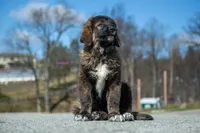 Fila Braziliero/CO pup 3, a female Caucasian Ovcharka and Fila Brasileiro for sale in Newburgh, NY – Photo 1 of 8