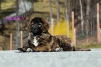 Fila Braziliero/CO pup 3, a female Caucasian Ovcharka and Fila Brasileiro for sale in Newburgh, NY – Photo 2 of 8