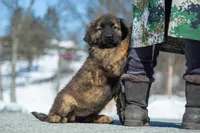 Fila Braziliero/CO pup 4, a female Caucasian Ovcharka and Fila Brasileiro for sale in Newburgh, NY – Photo 2 of 3