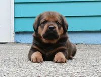 Tibetan Mastiff cross male 2, a male Caucasian Ovcharka and Tibetan Mastiff for sale in Newburgh, NY – 7 of 10