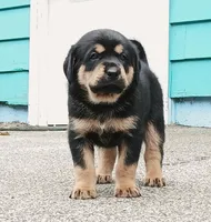Tibetan Mastiff cross male 1, a male Caucasian Ovcharka and Tibetan Mastiff for sale in Newburgh, NY – 7 of 7
