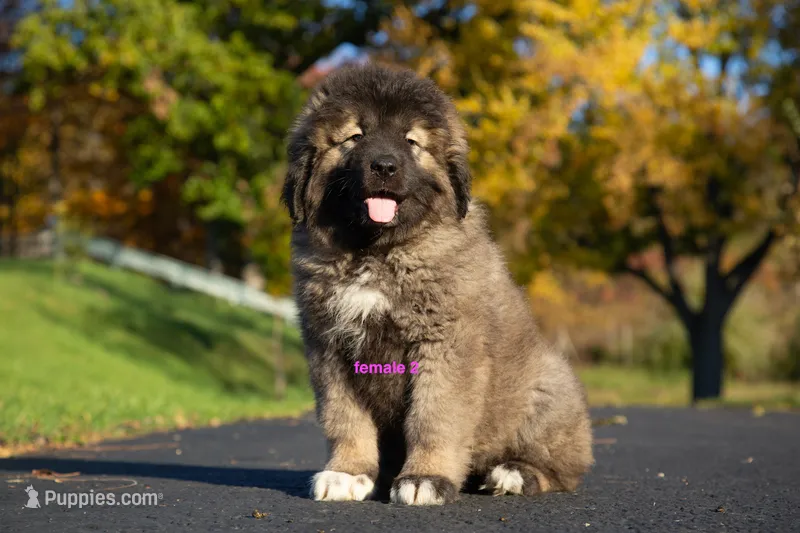 Purebred Caucasian Ovcharka female 2 – Caucasian Ovcharka puppy for sale in Newburgh, NY