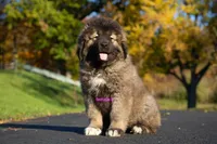 Purebred Caucasian Ovcharka female 2, a female Caucasian Ovcharka for sale in Newburgh, NY – 1 of 6