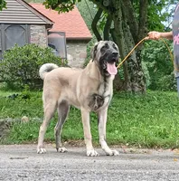 Kangal/Spanish mastiff female, a female Spanish Mastiff and Kangal Dog for sale in Newburgh, NY – 5 of 8