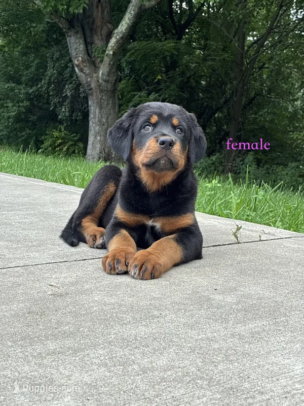 Tibetan Mastiff cross Female  – Rottweiler, Tibetan Mastiff puppy for sale in Newburgh, NY