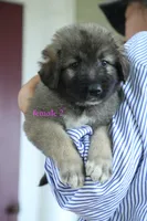 Purebred Caucasian Ovcharka pup 3, a female Caucasian Ovcharka for sale in Newburgh, NY – 5 of 7