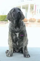 Caucasin Ovcharka/FB pup 3, a male Caucasian Ovcharka for sale in Newburgh, NY – Photo 3 of 7