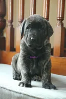 Caucasin Ovcharka/FB pup 3, a female Caucasian Ovcharka and Fila Brasileiro for sale in Newburgh, NY – Photo 3 of 7