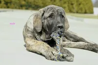 Caucasin Ovcharka/FB pup 3, a male Caucasian Ovcharka for sale in Newburgh, NY – Photo 4 of 7