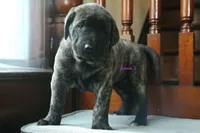 Caucasin Ovcharka/FB pup 3, a female Caucasian Ovcharka and Fila Brasileiro for sale in Newburgh, NY – Photo 2 of 7