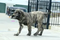 Caucasin Ovcharka/FB pup 3, a male Caucasian Ovcharka for sale in Newburgh, NY – Photo 7 of 7