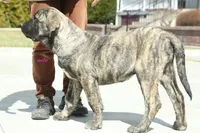 Caucasin Ovcharka/FB pup 3, a male Caucasian Ovcharka for sale in Newburgh, NY – Photo 6 of 7