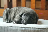 Caucasin Ovcharka/FB pup 3, a female Caucasian Ovcharka and Fila Brasileiro for sale in Newburgh, NY – Photo 5 of 7