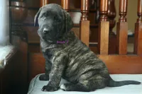 Caucasin Ovcharka/FB pup 3, a female Caucasian Ovcharka and Fila Brasileiro for sale in Newburgh, NY – Photo 7 of 7
