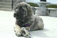 Caucasin Ovcharka/FB pup 3, a male Caucasian Ovcharka for sale in Newburgh, NY – Photo 5 of 7