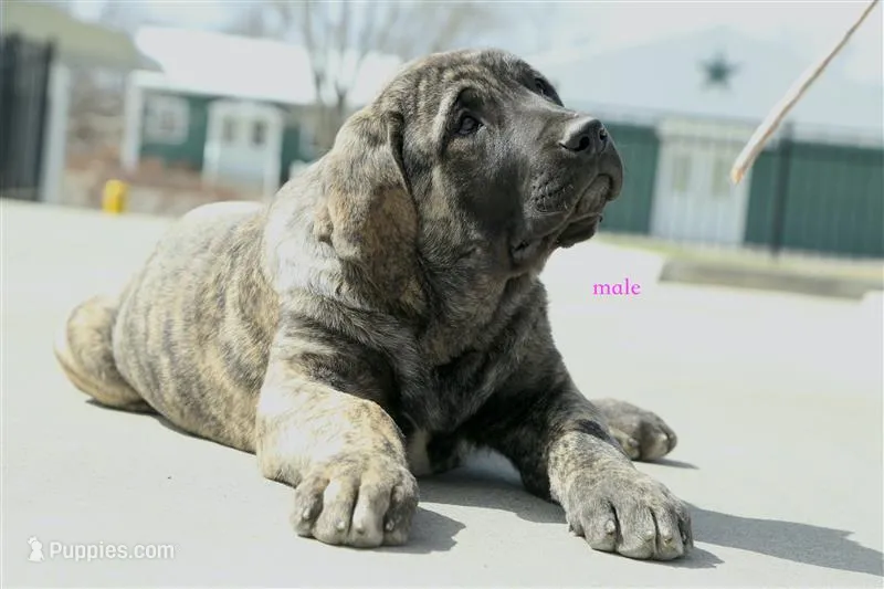 Caucasin Ovcharka/FB pup 3 – Caucasian Ovcharka puppy for sale in Newburgh, NY