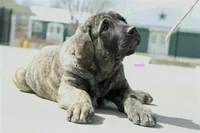 Caucasin Ovcharka/FB pup 3, a male Caucasian Ovcharka for sale in Newburgh, NY – Photo 1 of 7