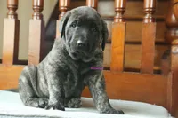 Caucasin Ovcharka/FB pup 3, a female Caucasian Ovcharka and Fila Brasileiro for sale in Newburgh, NY – Photo 6 of 7