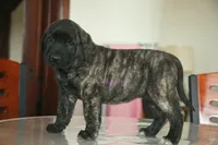 Caucasin Ovcharka/FB pup 3, a female Caucasian Ovcharka and Fila Brasileiro for sale in Newburgh, NY – Photo 4 of 7