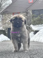 Kangal/Spanish mastiff female 2, a female Spanish Mastiff and Kangal Dog for sale in Newburgh, NY – Photo 5 of 5