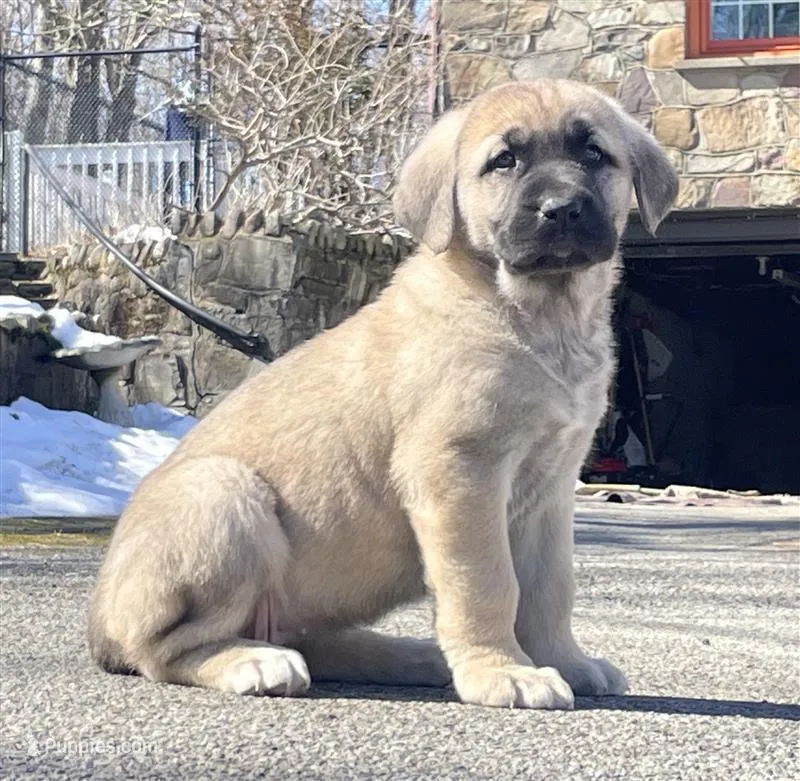 Kangal/Spanish mastiff female 2 – Spanish Mastiff, Kangal Dog puppy for sale in Newburgh, NY
