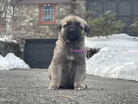 Kangal/Spanish mastiff female 2, a female Spanish Mastiff and Kangal Dog for sale in Newburgh, NY – Photo 4 of 5