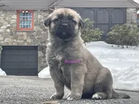 Kangal/Spanish mastiff female 2, a female Spanish Mastiff and Kangal Dog for sale in Newburgh, NY – Photo 1 of 5