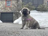 Kangal/Spanish mastiff female 2, a female Spanish Mastiff and Kangal Dog for sale in Newburgh, NY – Photo 3 of 5