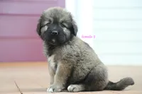 Purebred Caucasian Ovcharka pup 2, a female Caucasian Ovcharka for sale in Newburgh, NY – 4 of 9