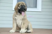 Purebred Caucasian Ovcharka pup 3, a female Caucasian Ovcharka for sale in Newburgh, NY – 2 of 7