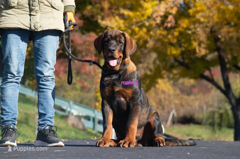 Tibetan Mastiff cross male 2 – Rottweiler, Tibetan Mastiff puppy for sale in Newburgh, NY