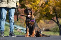 Tibetan Mastiff cross male 2, a male Rottweiler and Tibetan Mastiff for sale in Newburgh, NY – 1 of 6