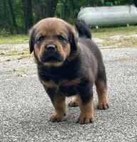 Tibetan Mastiff cross male 2, a male Caucasian Ovcharka and Tibetan Mastiff for sale in Newburgh, NY – 5 of 10