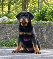 Tibetan Mastiff cross male 4, a male Caucasian Ovcharka and Tibetan Mastiff for sale in Newburgh, NY – 2 of 8