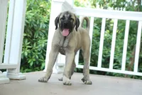 Purebred Kangal 1 Female, a female Kangal Dog for sale in Newburgh, NY – 4 of 6