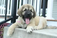 Purebred Caucasian Ovcharka pup 2, a female Caucasian Ovcharka for sale in Newburgh, NY – 2 of 10