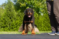 Tibetan Mastiff cross Female , a female Rottweiler and Tibetan Mastiff for sale in Newburgh, NY – 4 of 4