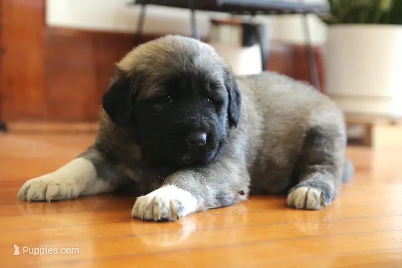 Purebred Kangal 1 male – Kangal Dog puppy for sale in Newburgh, NY