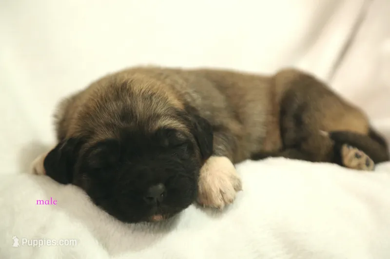 Purebred Kangal 1 male – Kangal Dog puppy for sale in Newburgh, NY