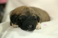 Purebred Kangal 1 male, a male Kangal Dog for sale in Newburgh, NY – Photo 3 of 4