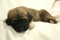 Purebred Kangal 1 male, a male Kangal Dog for sale in Newburgh, NY – Photo 2 of 4