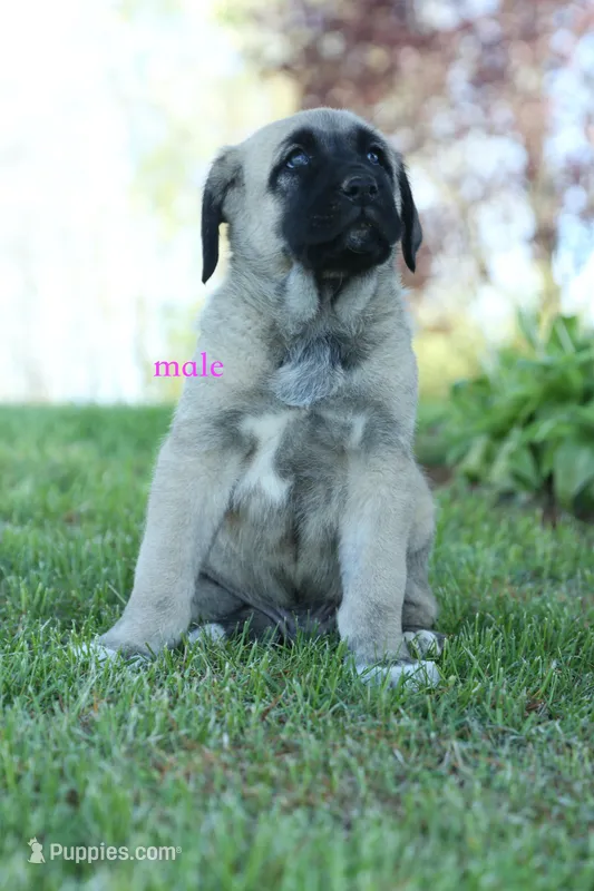 Purebred Kangal 1 male – Kangal Dog puppy for sale in Newburgh, NY