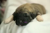 Purebred Kangal 1 male, a male Kangal Dog for sale in Newburgh, NY – Photo 4 of 4