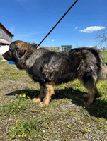 Tibetan Mastiff/Caucasian Ovcharka male, a male Caucasian Ovcharka and Tibetan Mastiff for sale in Newburgh, NY – 3 of 4